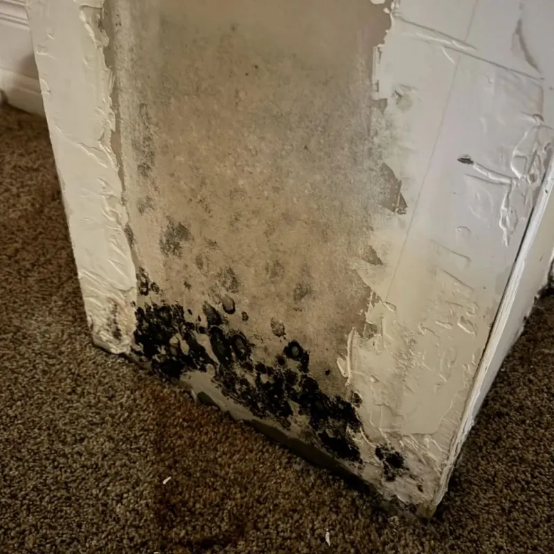 Professional Mold Removal in Mount Hermon, CA